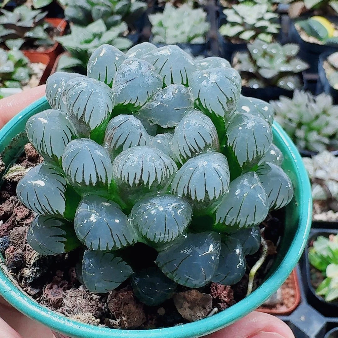 无花朵十二卷 孔明灯 开播福利
