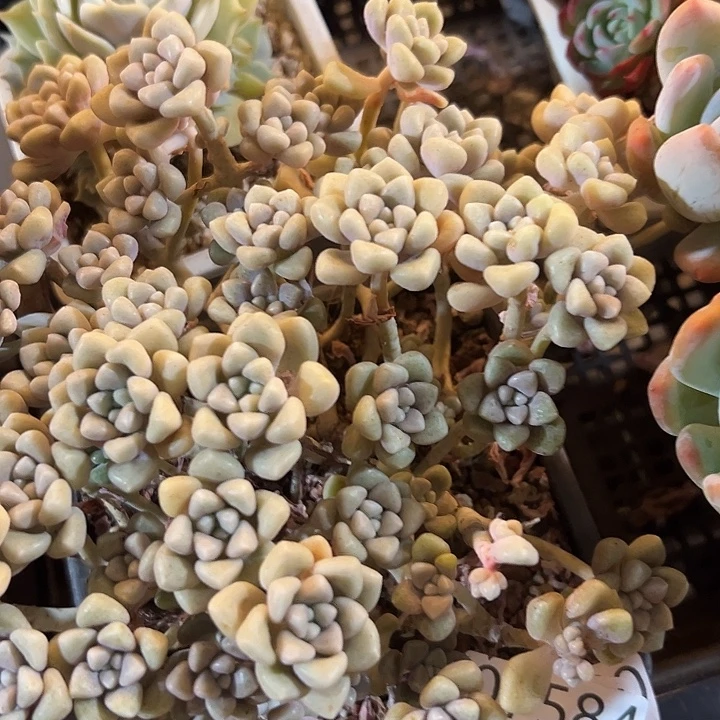 幸运的是我还幸运