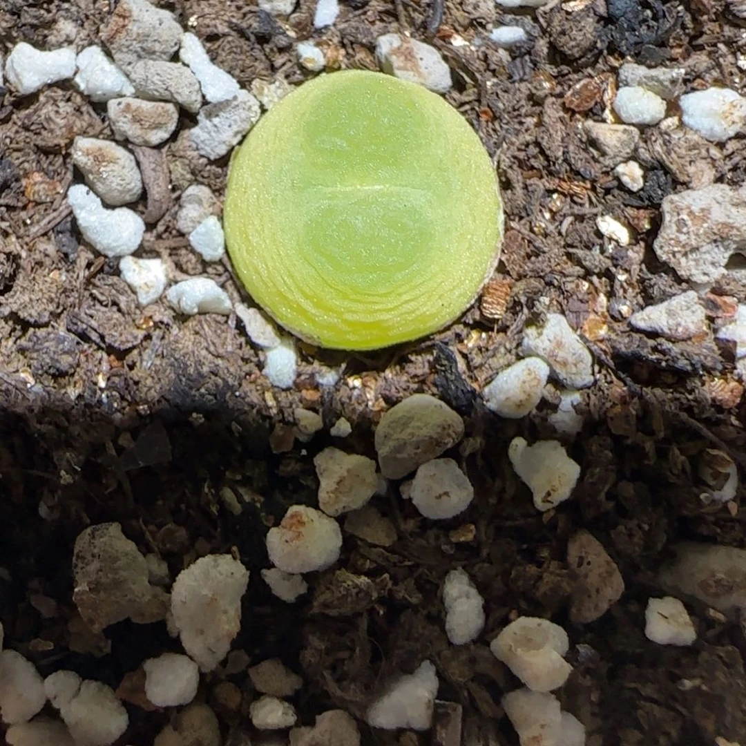 肉锥多肉植物百科-sh1200拉登108