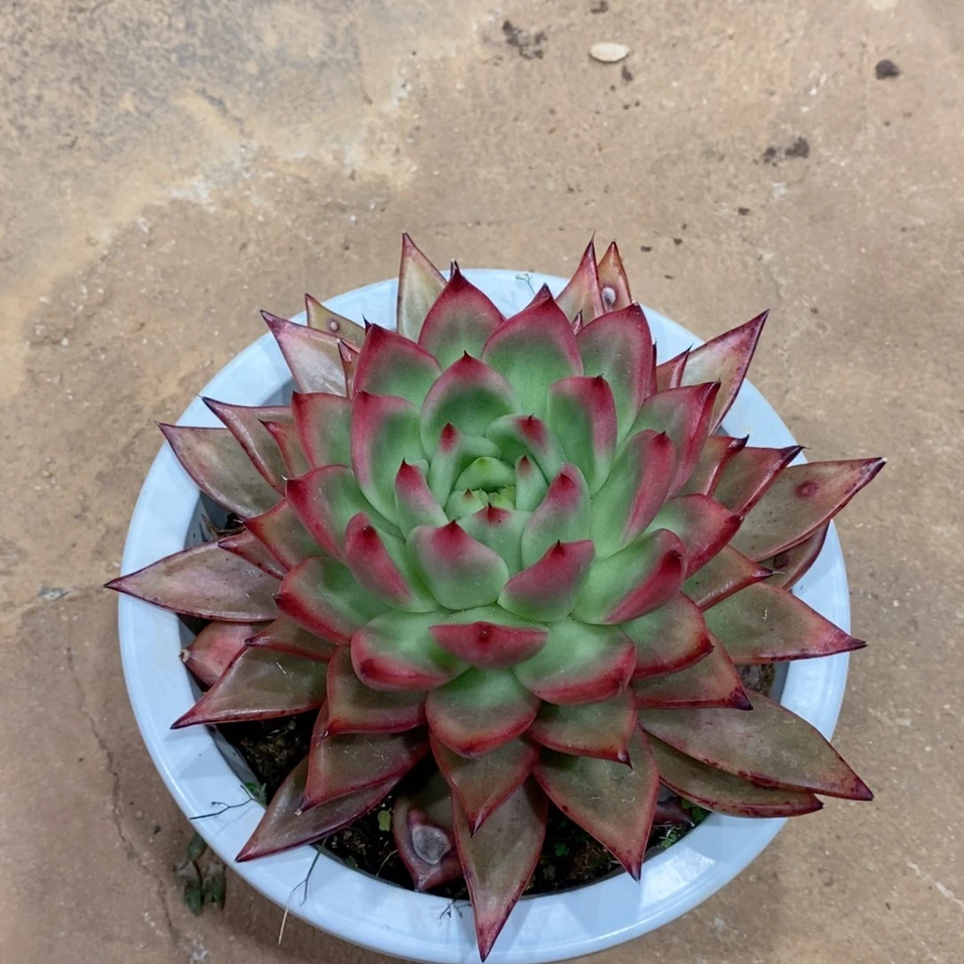 会****福利特价超级弗兰克