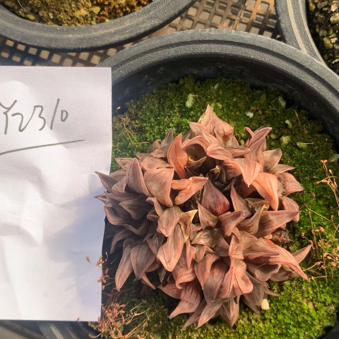 2310。 西瓜寿一颗。