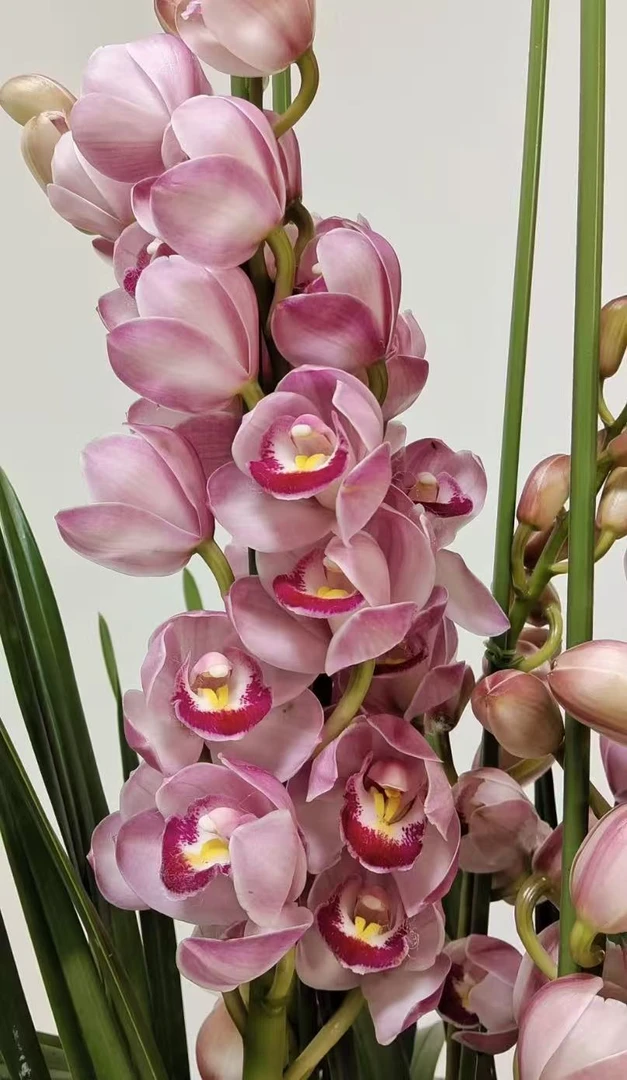 老黑家的蕙兰 【金边福娘】 大花惠兰 年宵花 春节室内盆栽