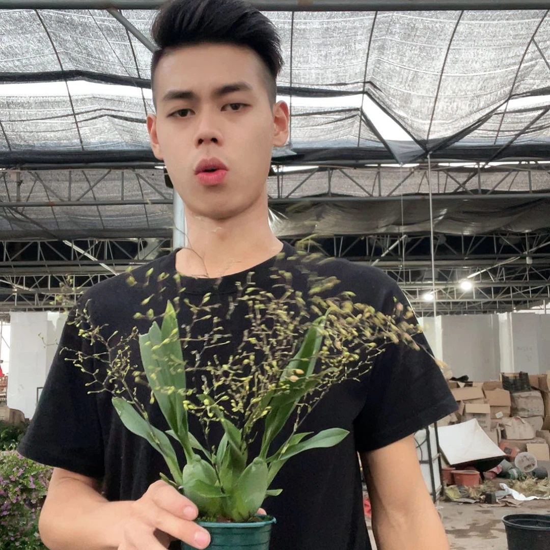 当前无花栽培后可以开花梦香兰