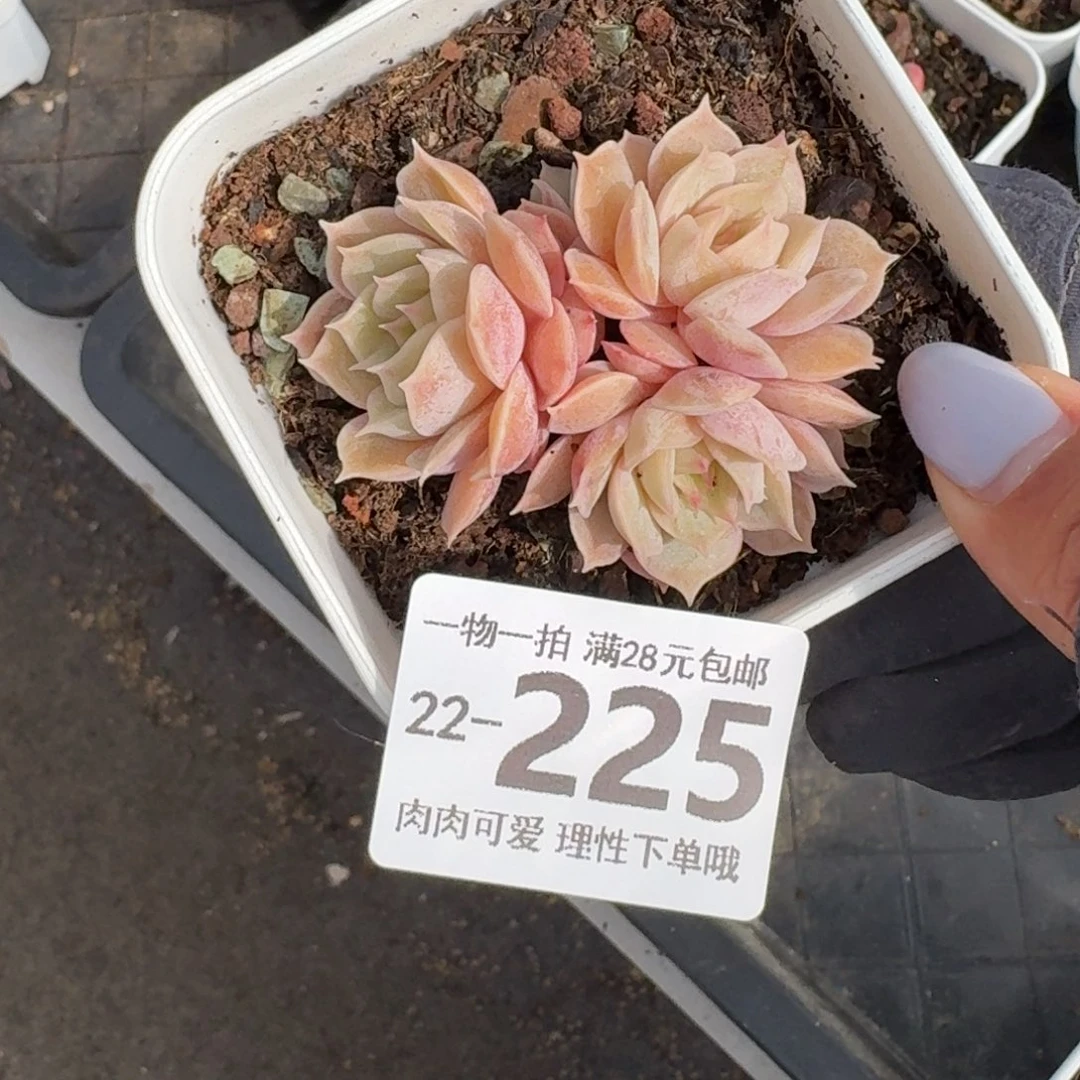 昂斯诺无盆土发货无盆