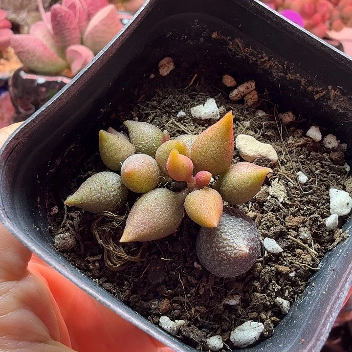 小辣椒。