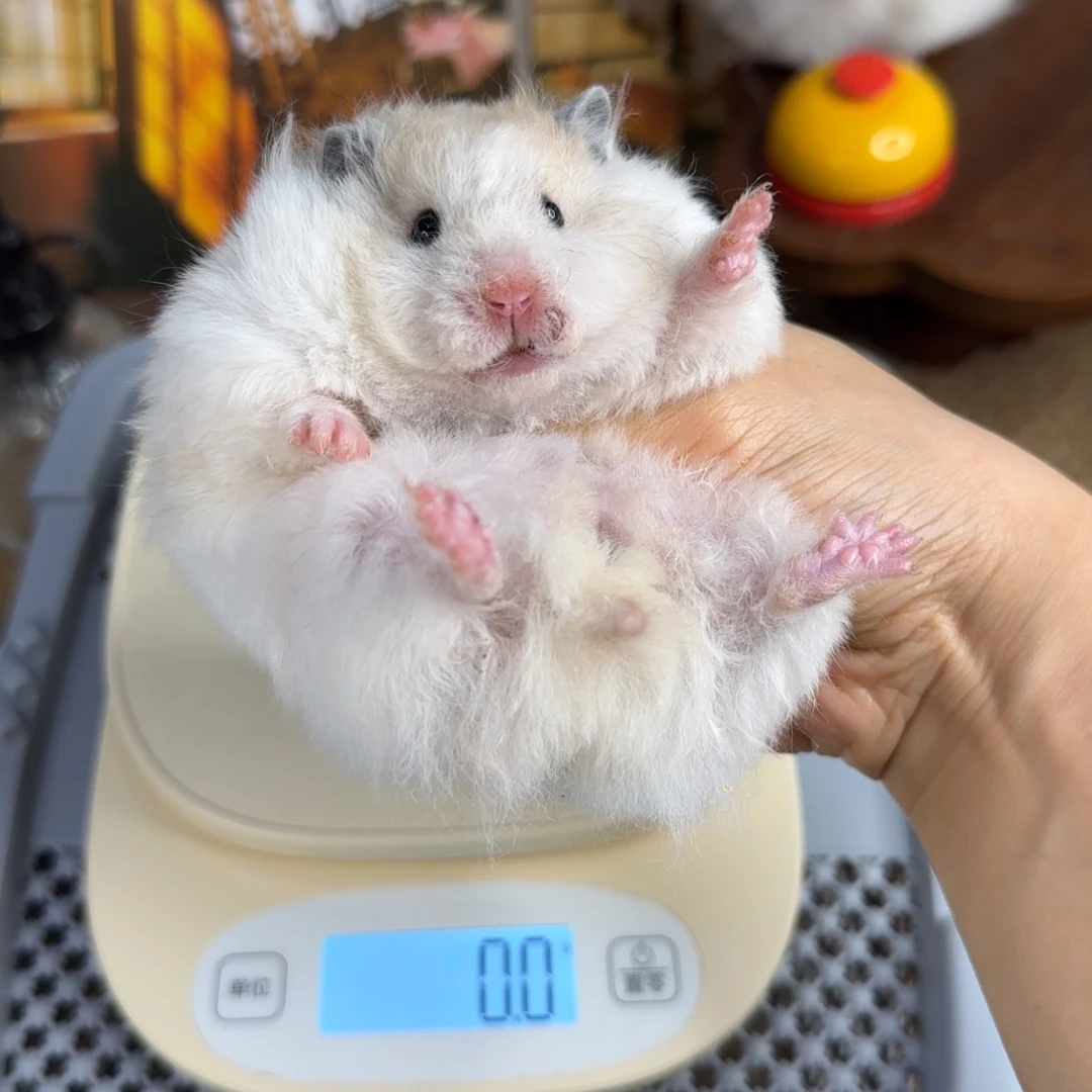 卷毛黄波妹妹170g6.29