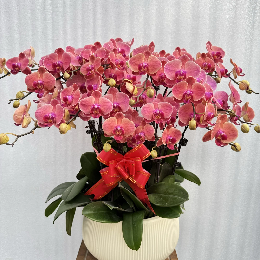 国馨【三文鱼】蝴蝶兰懒人花 室内花卉 花期长 好养活