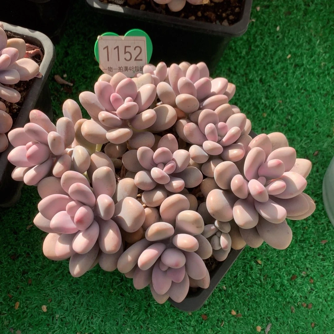 桃蛋矮桩平头无砍1152