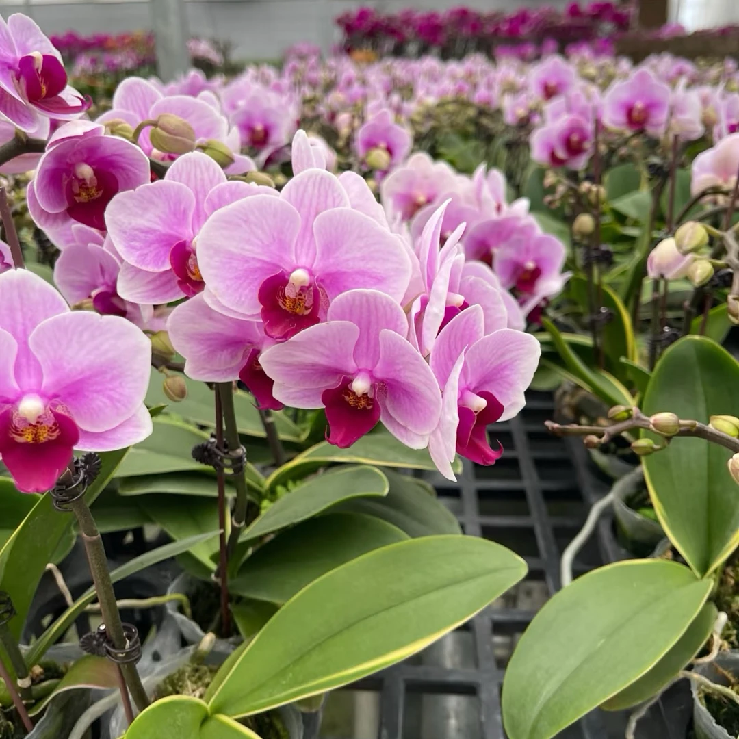 大宝贝蝴蝶兰带花苞直播间专属链接赠营养液