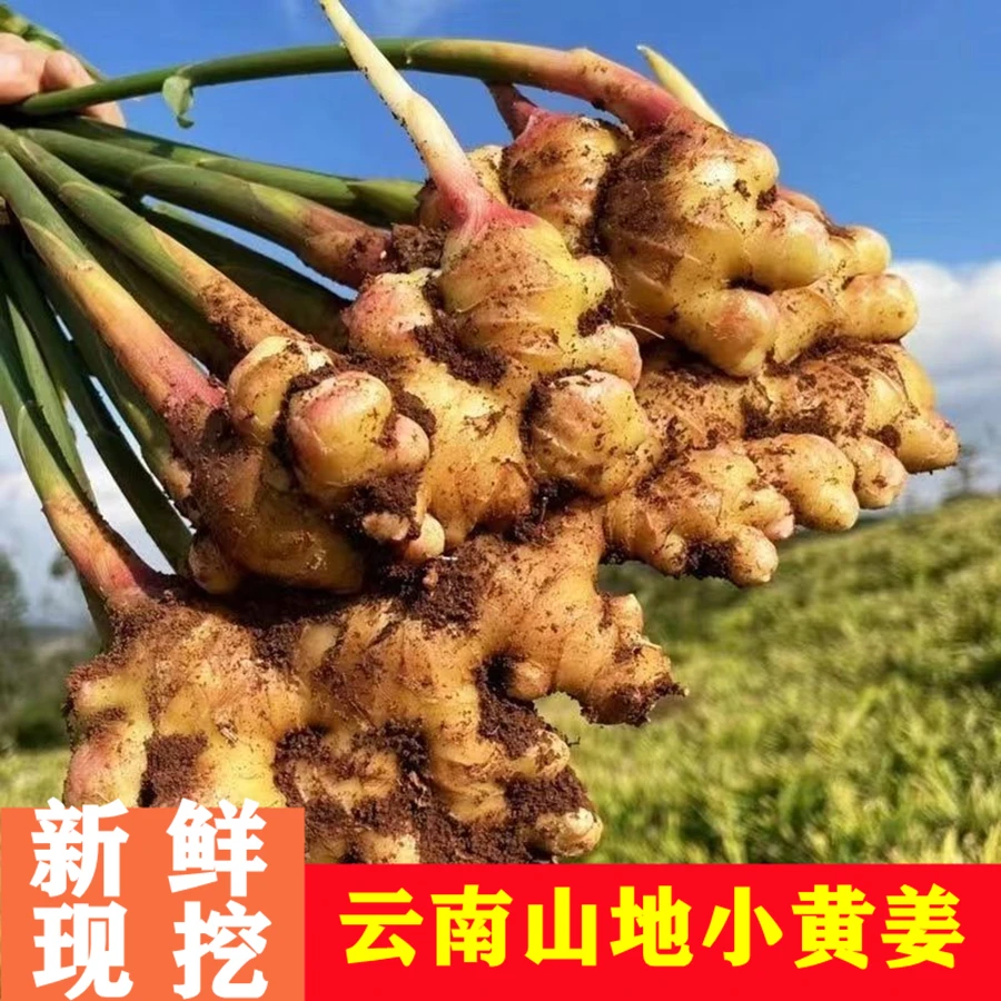 云南山地小黄姜9斤5斤3斤1斤农家山地种植辛辣味十足优质黄姜现挖