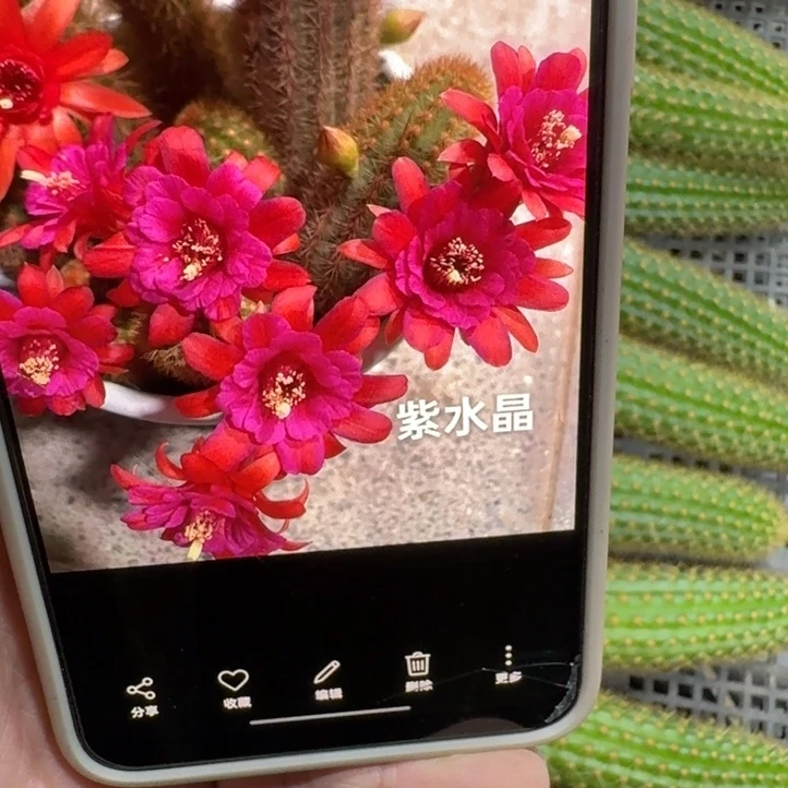 235金妞紫水晶无根侧牙8公分左右，20包邮