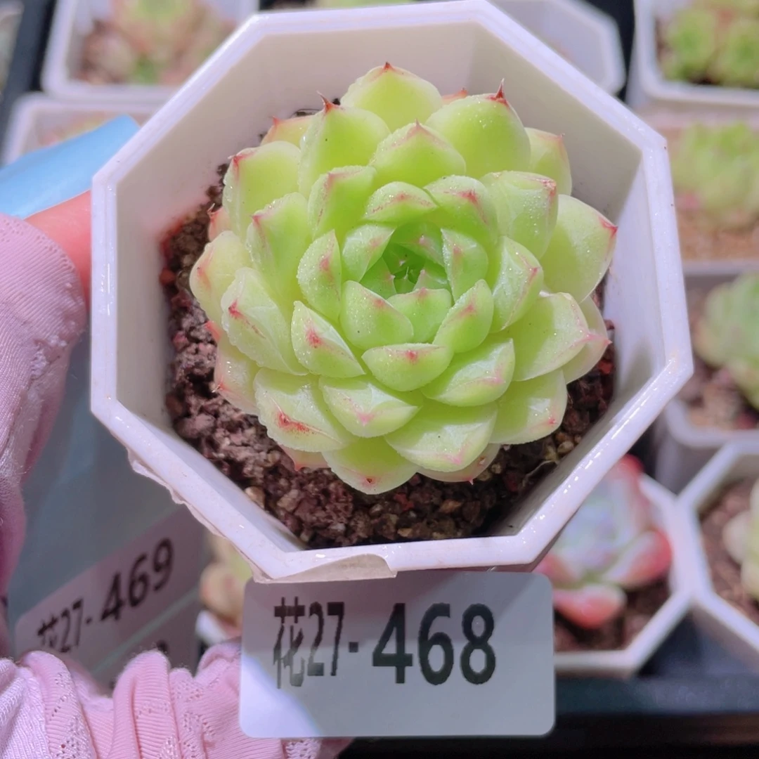 花利美27-468女王玫瑰
