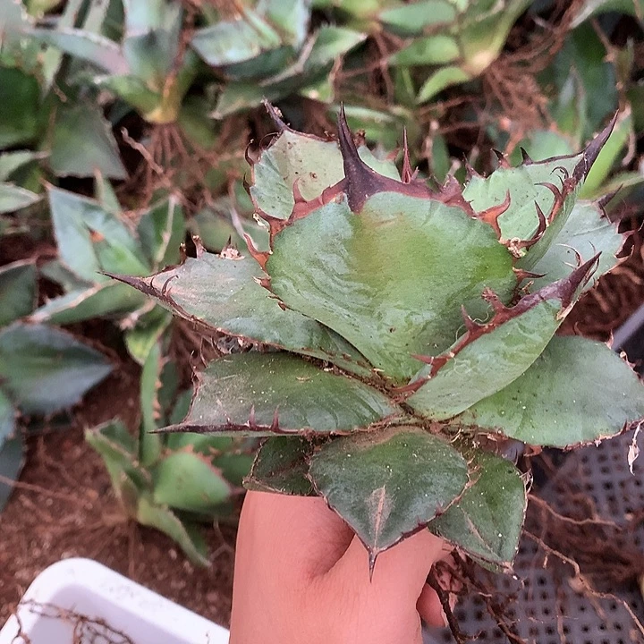 周***辛龙舌兰仁王冠杂交周