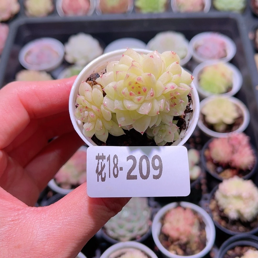 花利美18-209麦秆