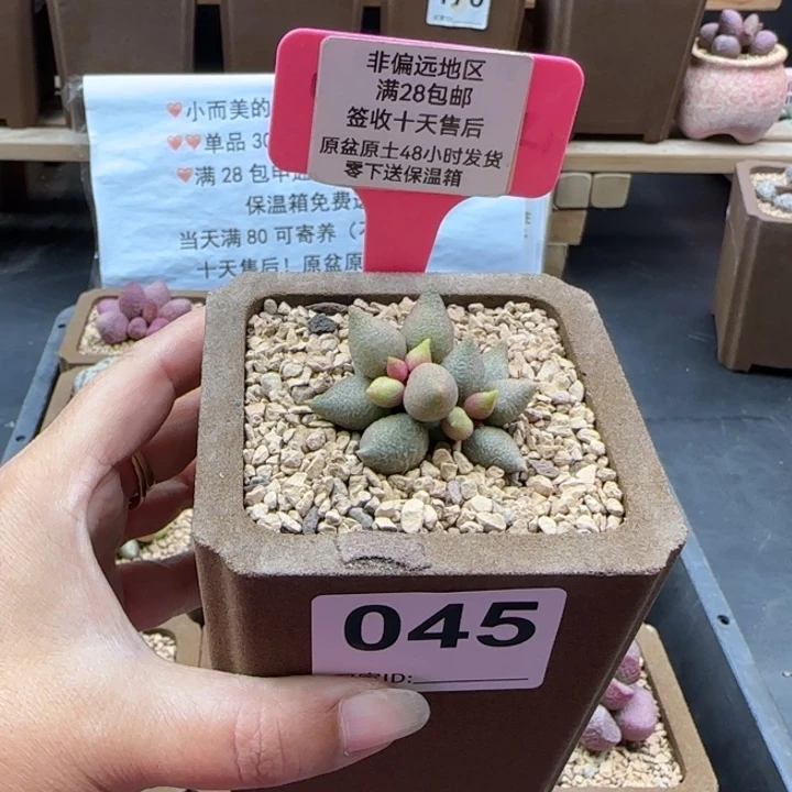巍***爱045小辣椒多肉植物