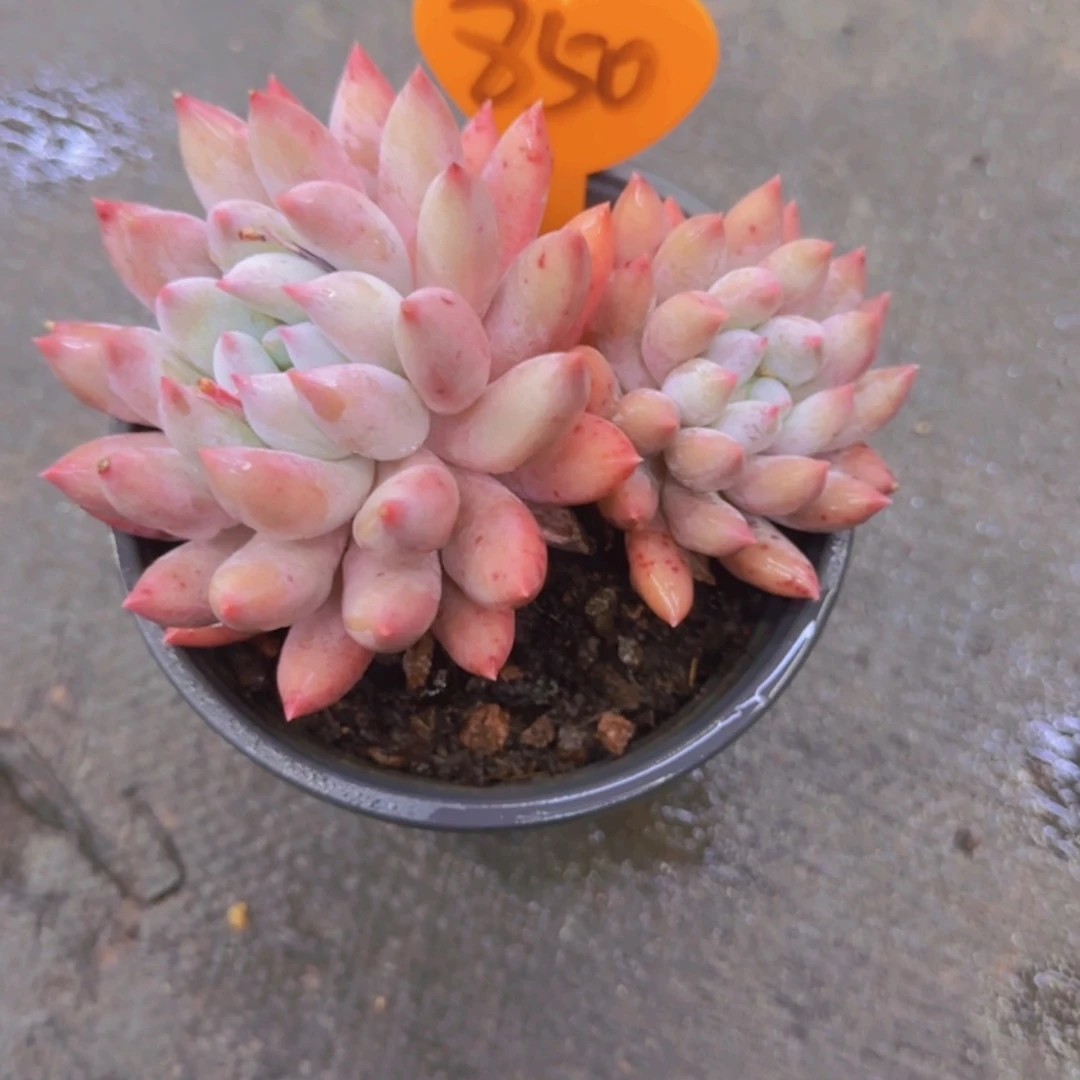 ❤️****850多肉植物一物一拍