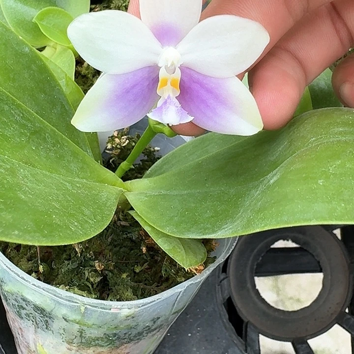 当前无花栽培后可以开花l650 瑕疵三寸n6506