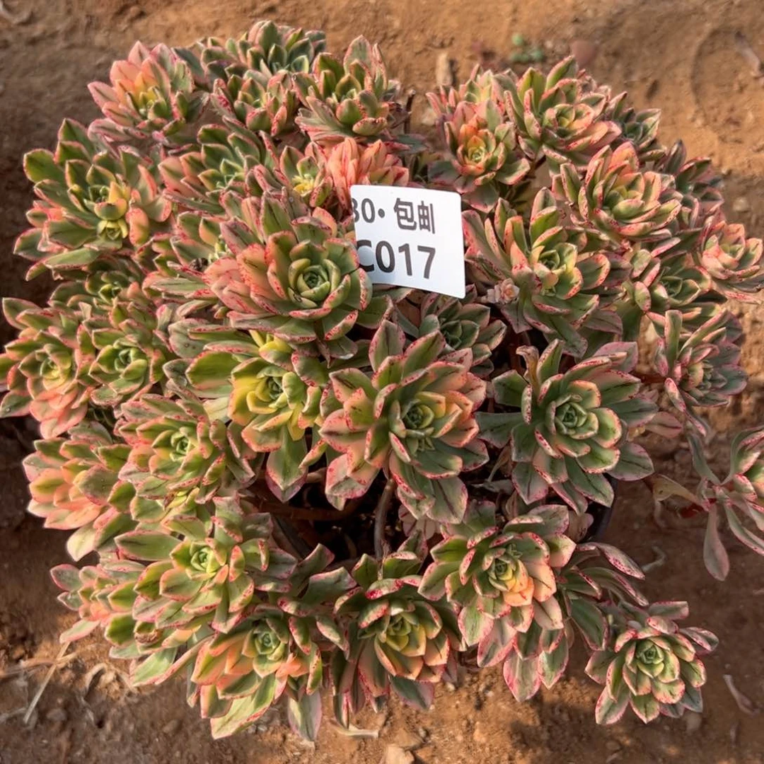 017 甜茶法师多肉