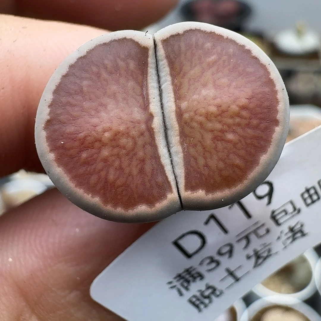 129多肉哈哈哈哈哈哈哈哈