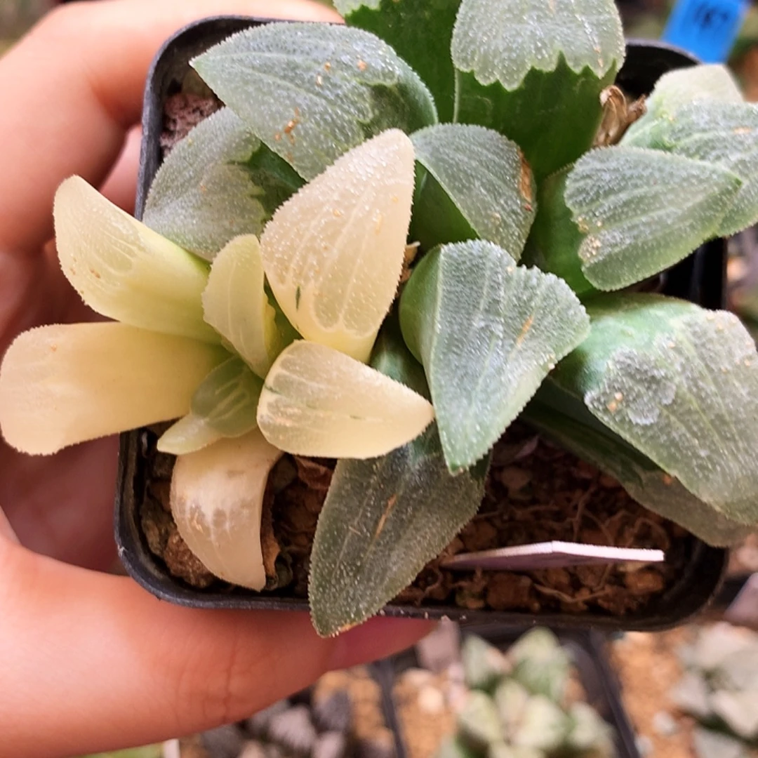 磨面寿锦.一物一拍，特价