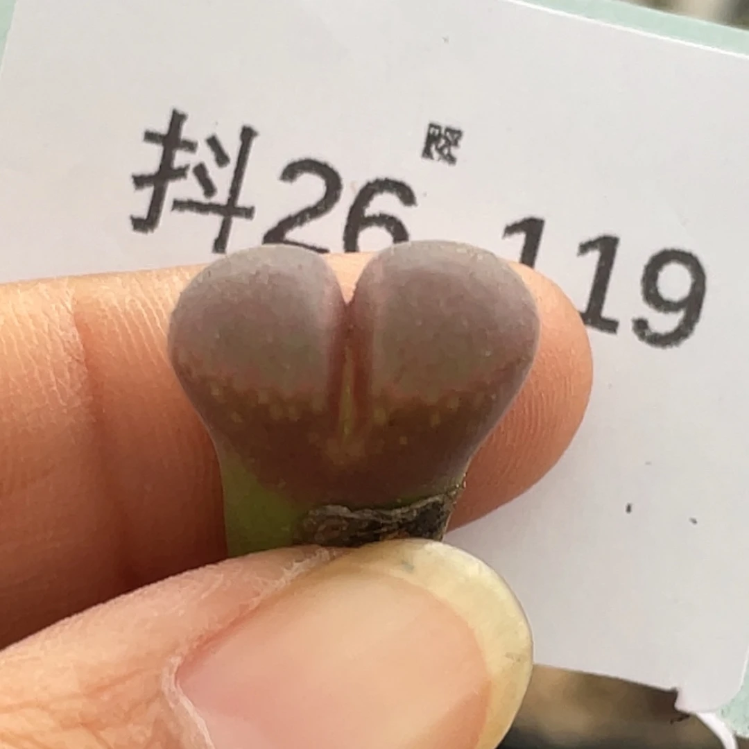 26-119风铃多肉植物