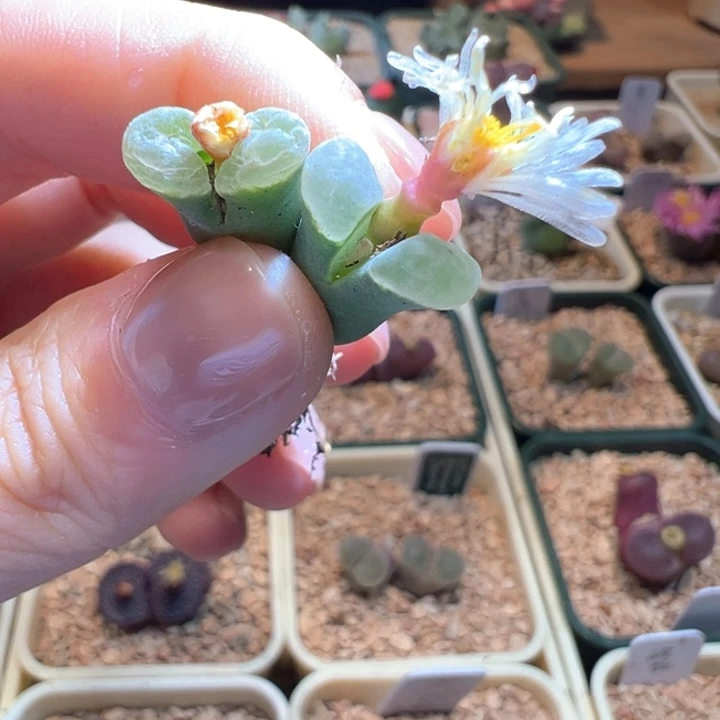 w/953。 中场福利。