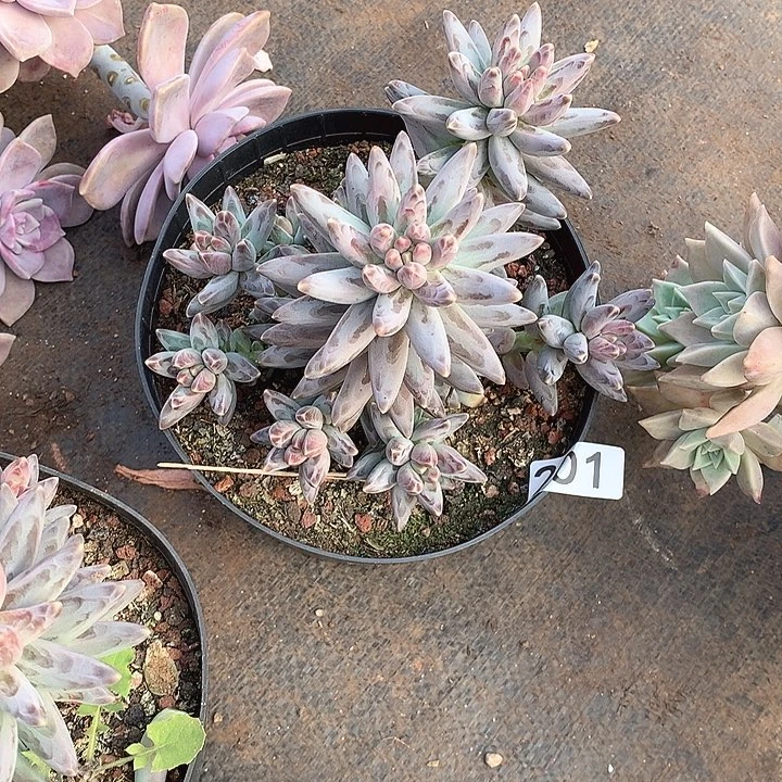 201凤羽 一物一拍多肉