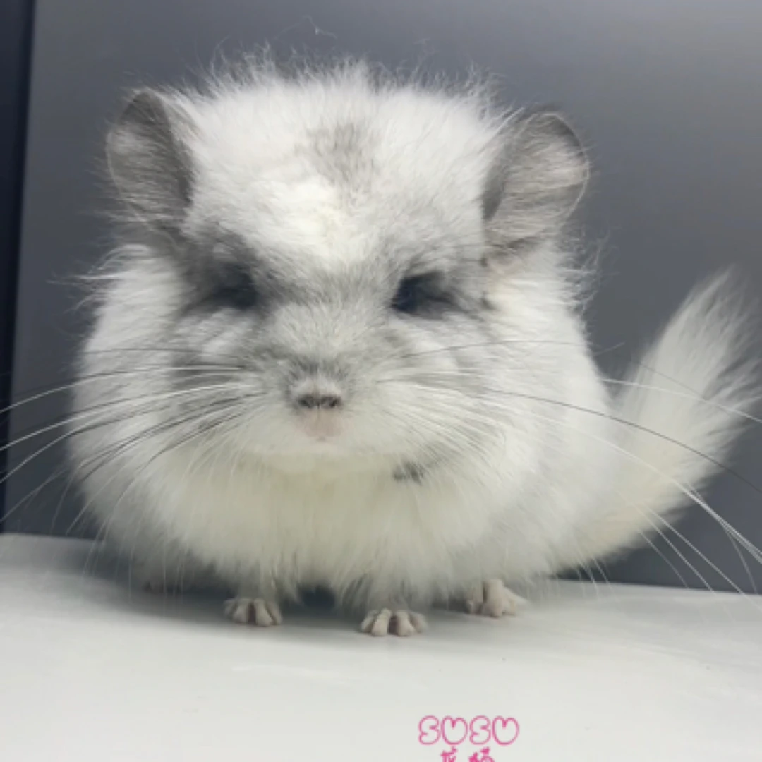 长毛龙猫活体通用