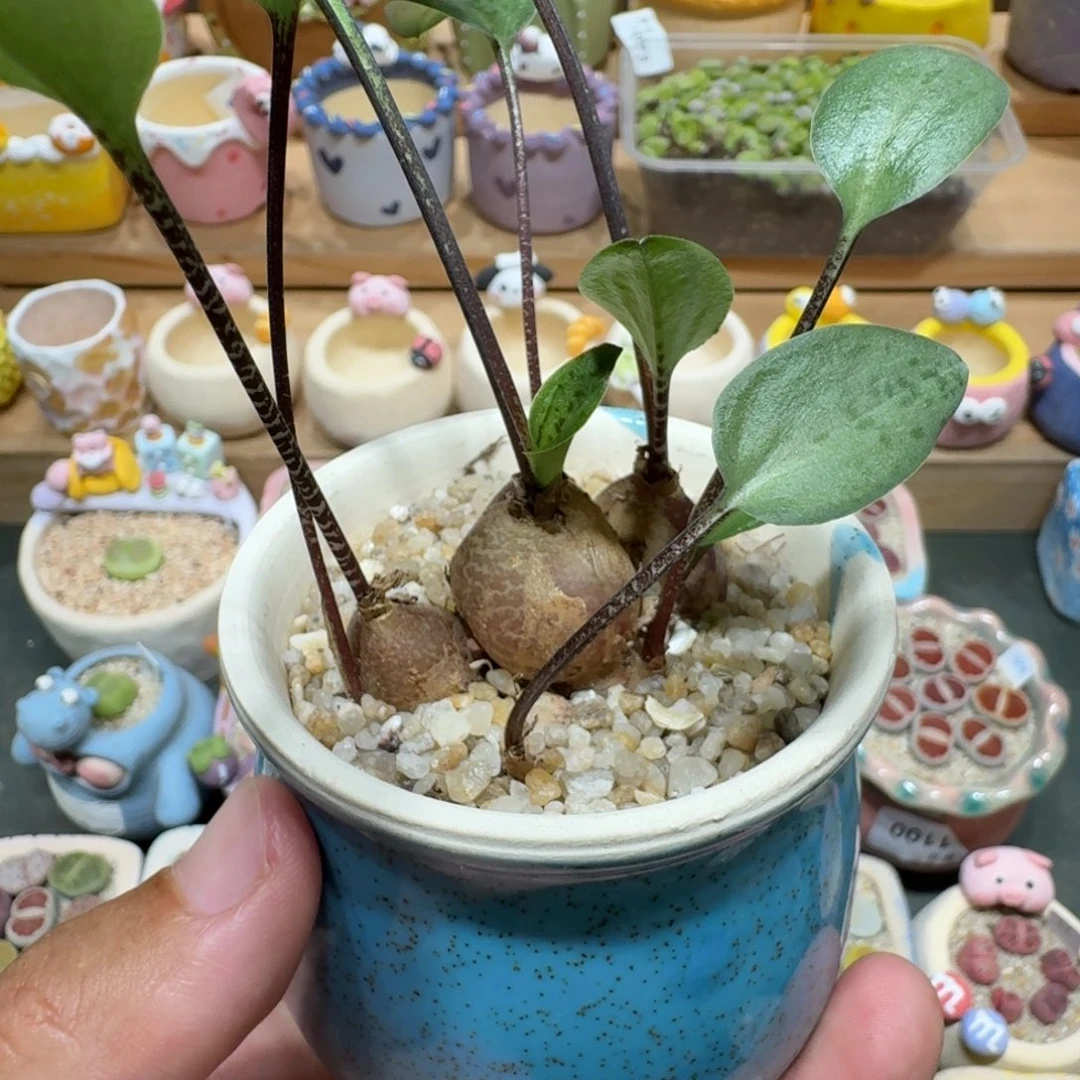 蘑菇1116油点百合脱土发