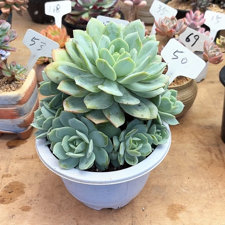 多肉植物，恋曲50号