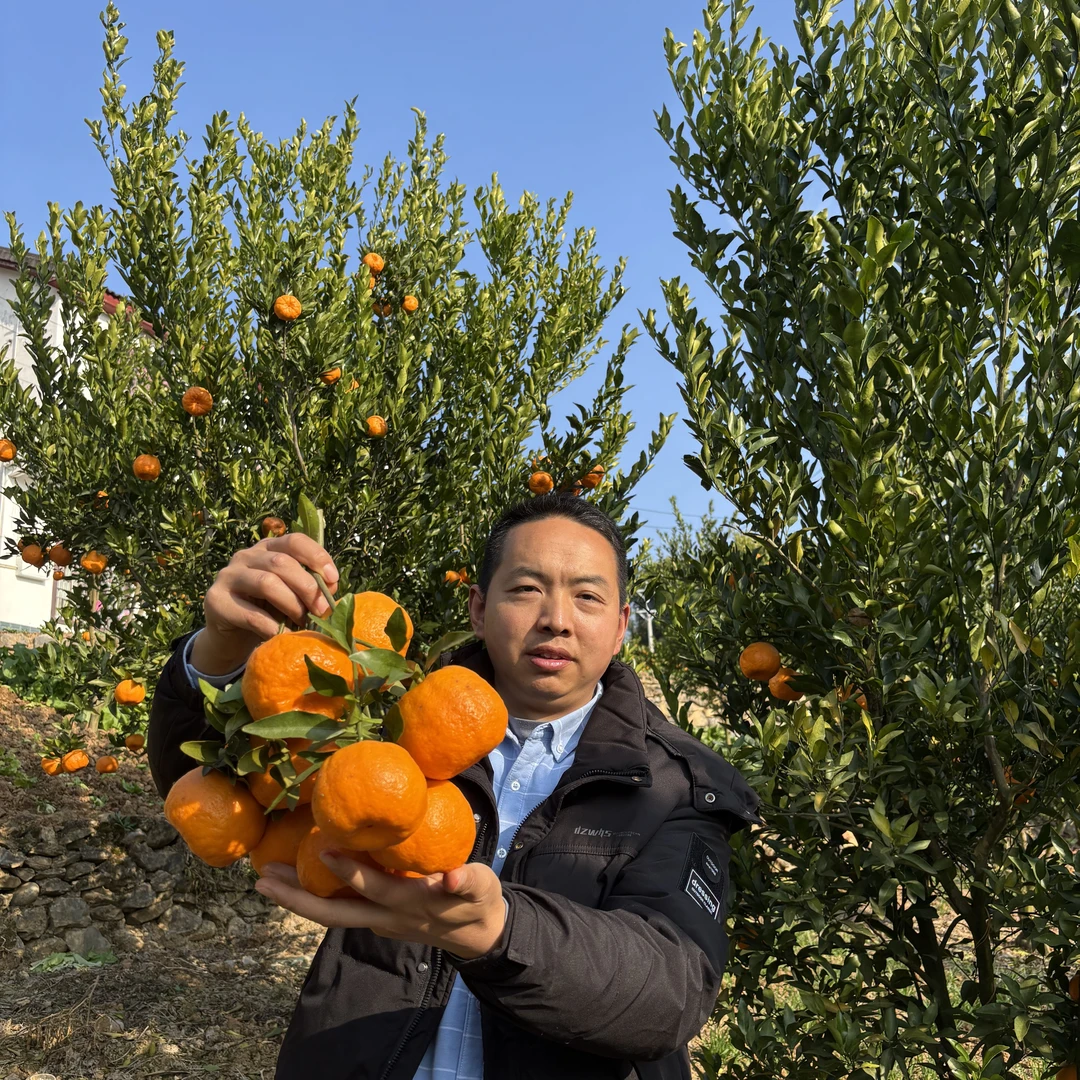 雷家坪碰柑正宗橘子（顺丰发货）现摘现发，江边生长、自然成熟！椪柑