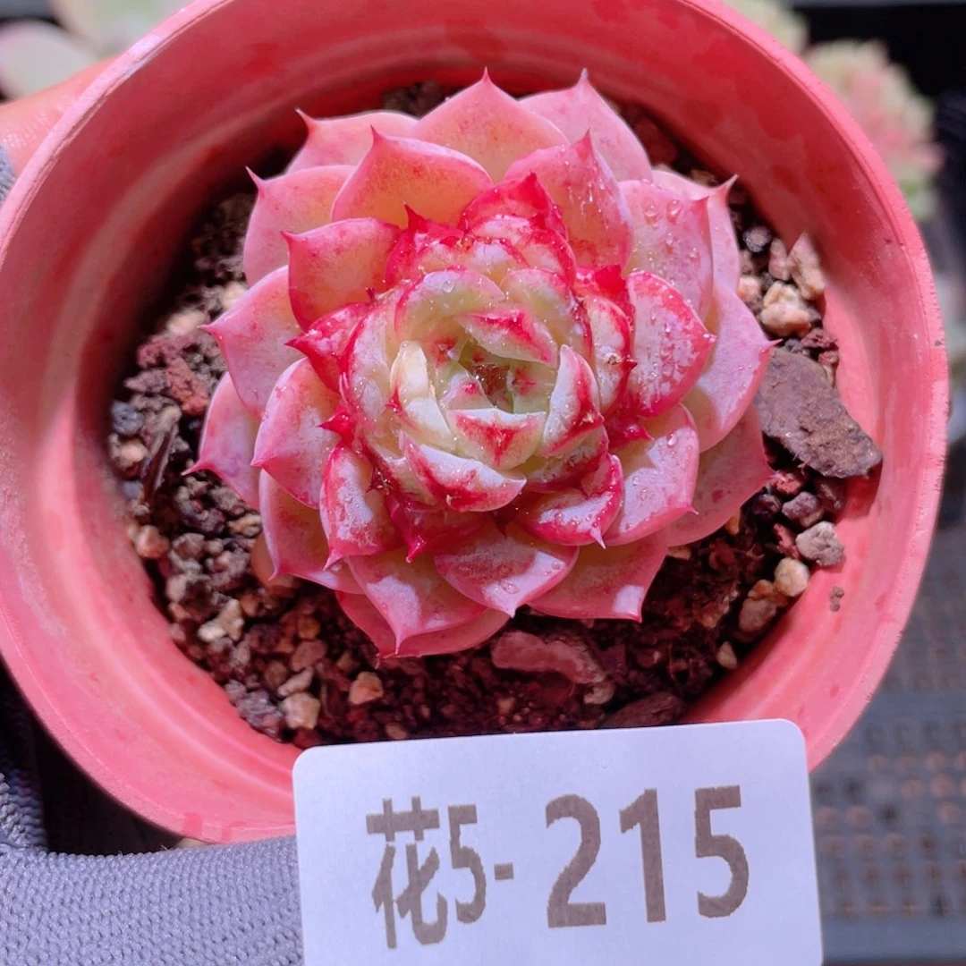 花利美 5-215天鹅绒