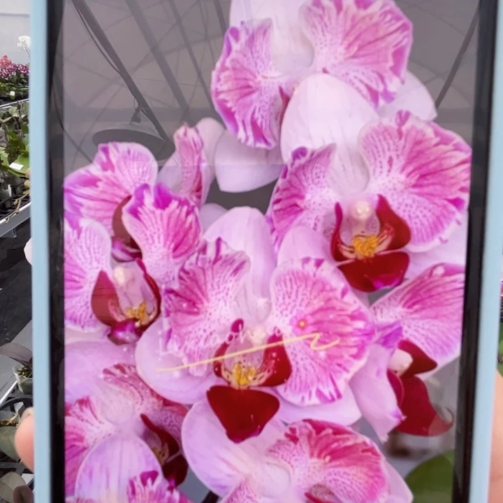 当前无花朵，栽培后可花朵第一名两眼蕾丝变异苗子（小概率返祖）