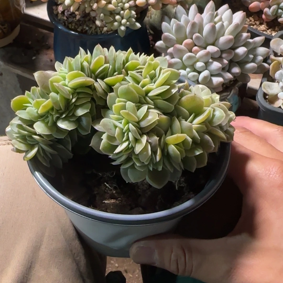 星纳塔缀化五十包邮