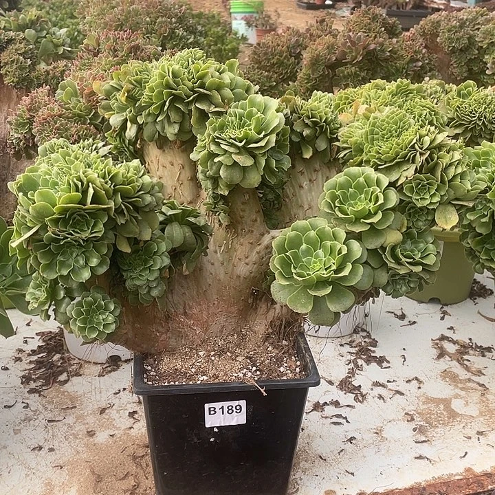 B189绿羊绒缀化85-1脱土包邮