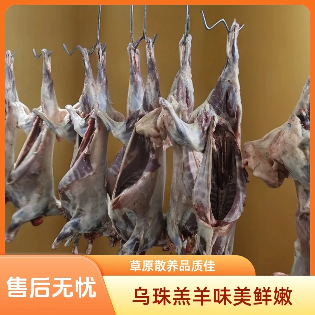 内蒙古草原散养乌珠穆沁羔羊草整羊