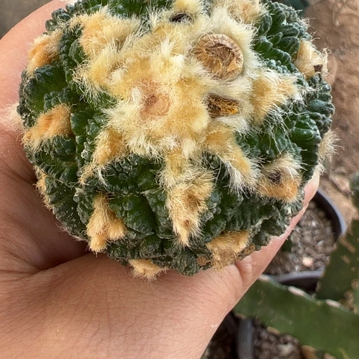 苗接牡丹仙人球2050号带种夹