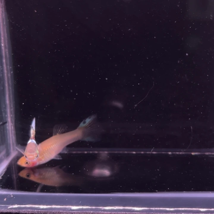 孔雀鱼霓虹双剑1对