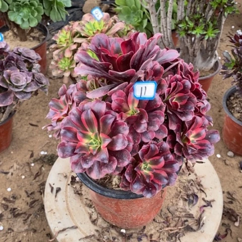 美杜莎捧花一物一拍