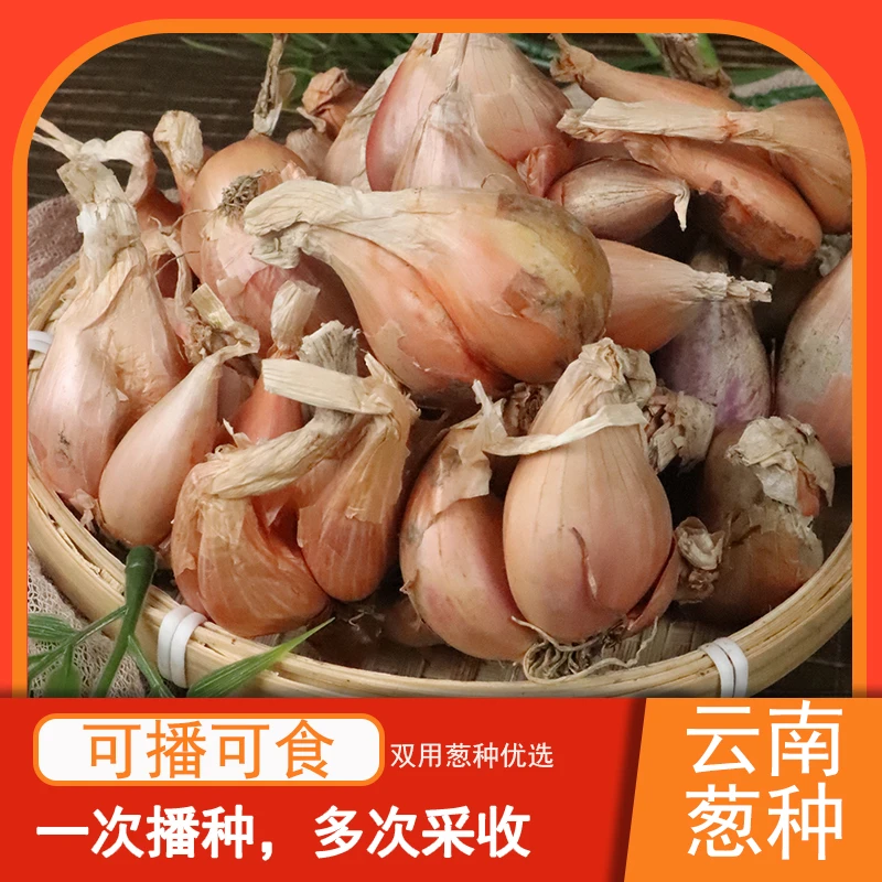 滇鲜生云南高山四季葱种可种植可食用本地小香葱种阳台种植蔬菜