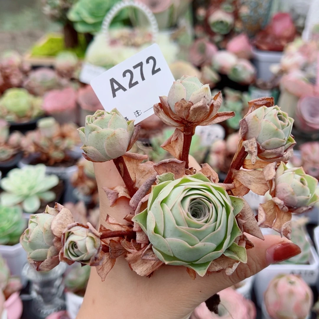 272粉玫瑰飘枝群福利价少量断枝不售后