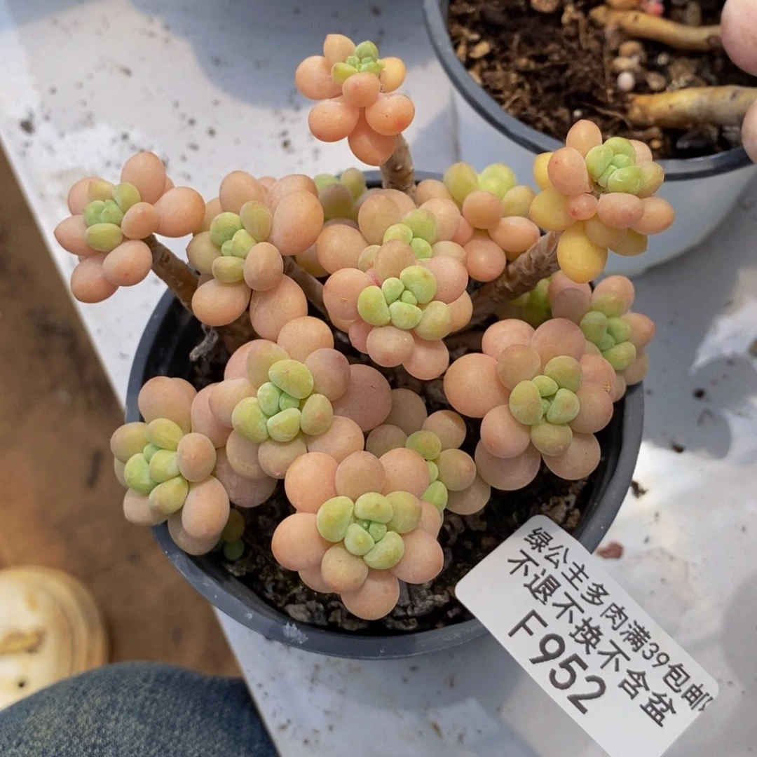 花朵鱼子酱952:8cm