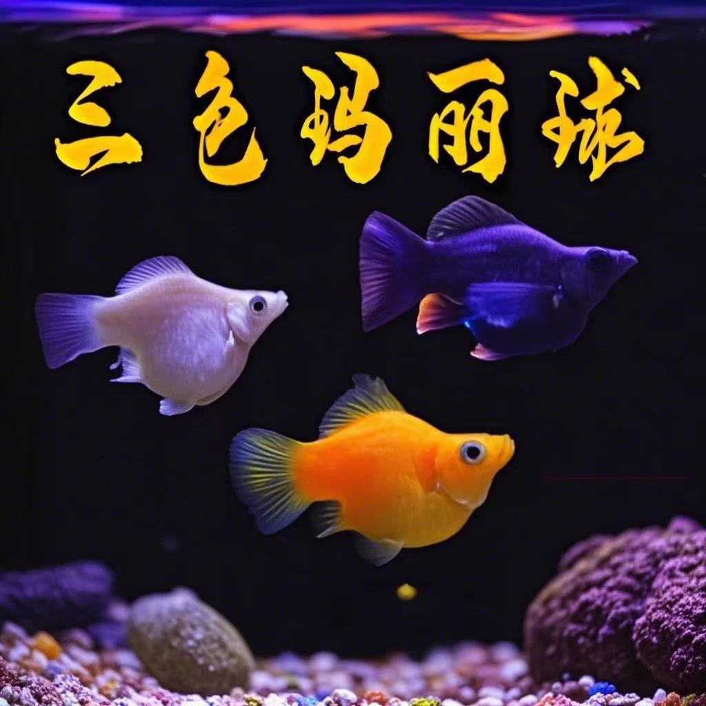 胎生鱼玛丽鱼皮球鱼好养耐活易繁育小型热带观赏鱼