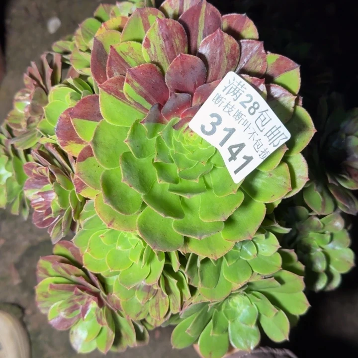 3141花月夜不包断枝