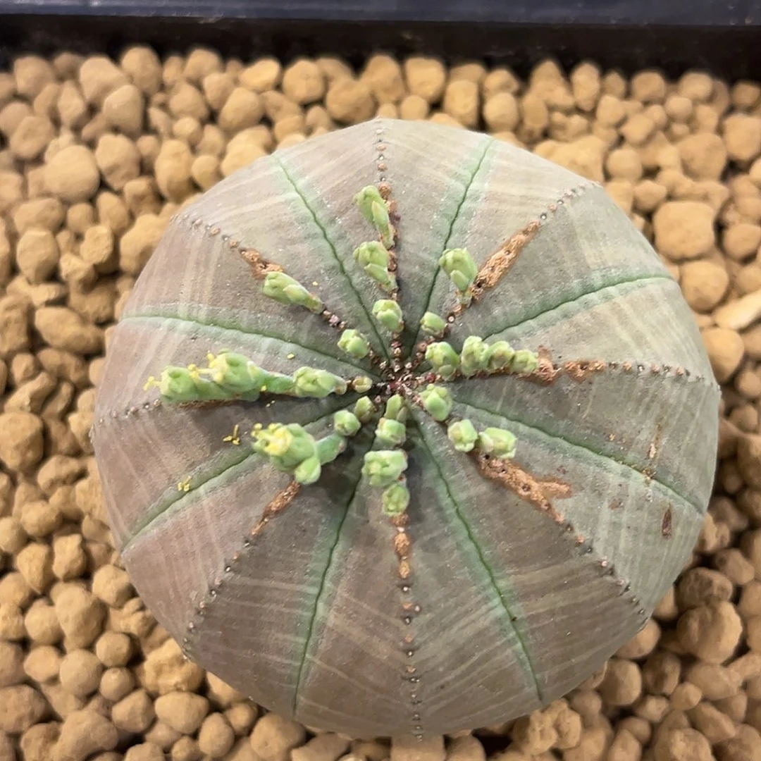 潮流植物 布纹球 大漏