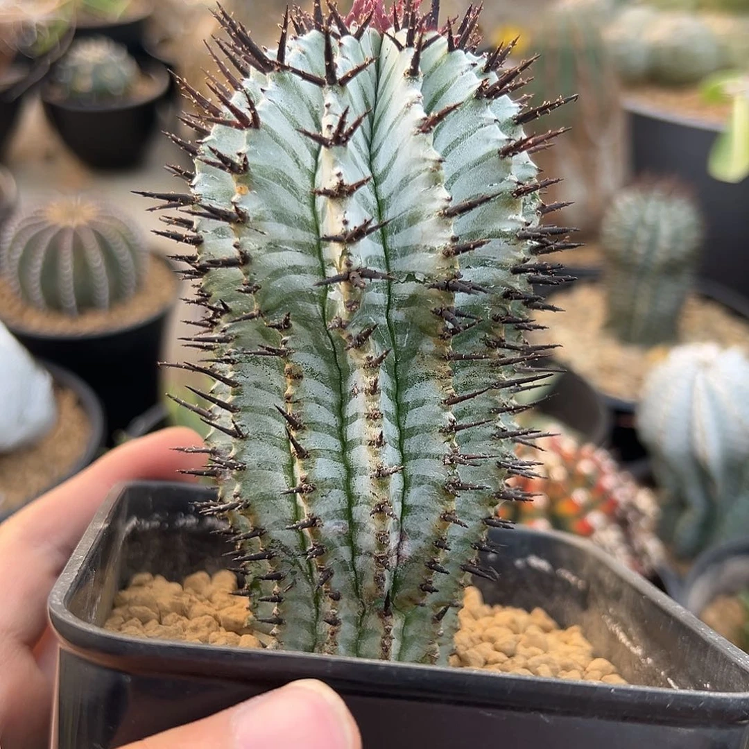 完全开放羽田白衣ggggg