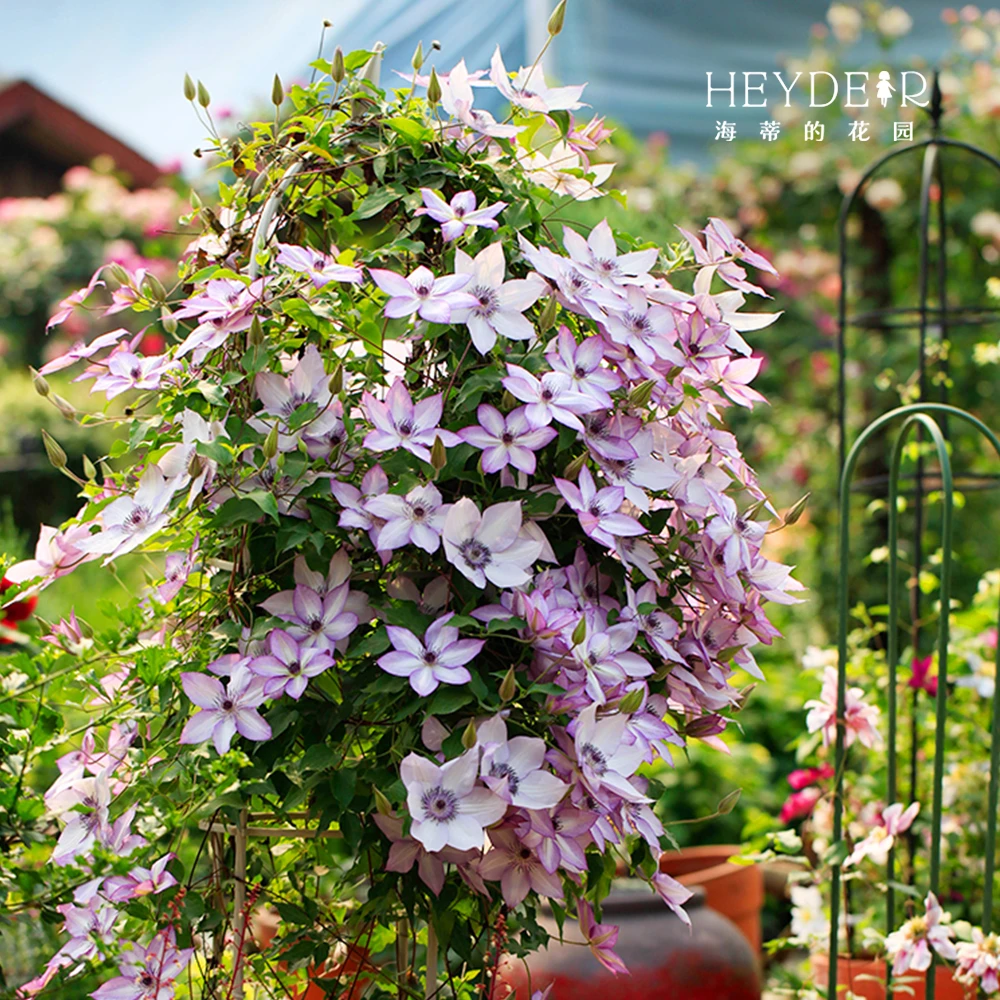 铁线莲常绿如古小鸭爬藤攀援花墙重瓣观赏型花卉盆栽苗