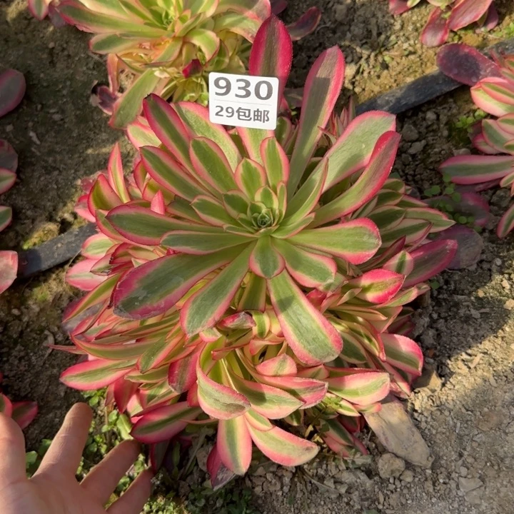 美杜……多肉植物……