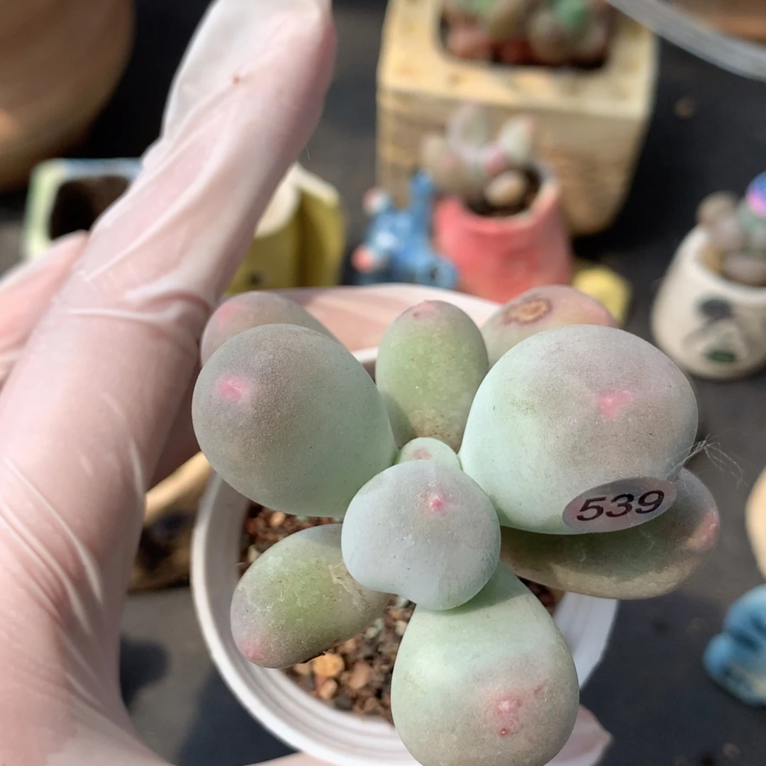 米可奶酪多肉米可奶539