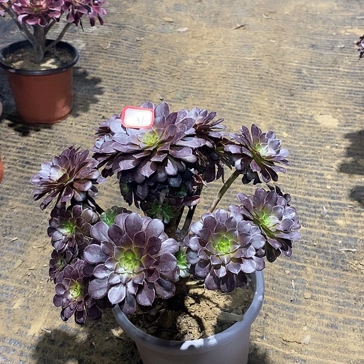 31，黑铜壶多肉法师